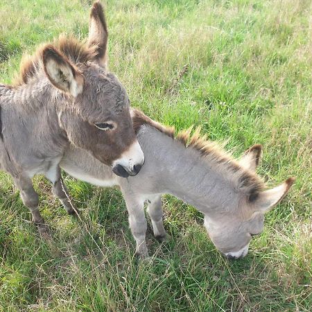 לינה וארוחת בוקר Lamasquere La Ferme Du Puits Carre מראה חיצוני תמונה