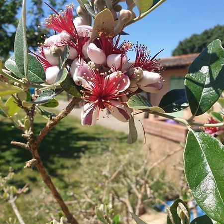 לינה וארוחת בוקר Lamasquere La Ferme Du Puits Carre מראה חיצוני תמונה
